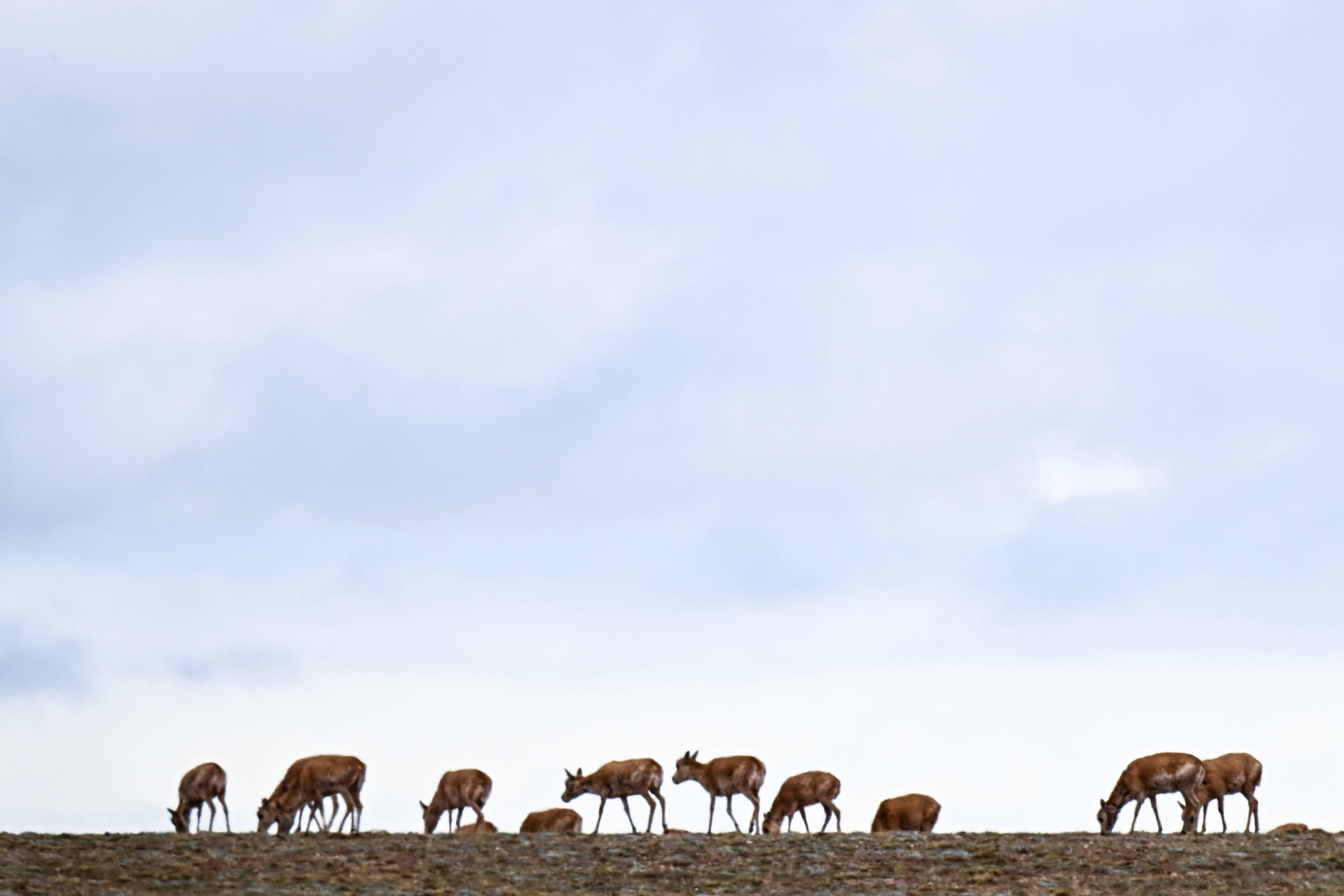 守护可可西里丨藏羚羊产仔,原来还有这么多秘密!