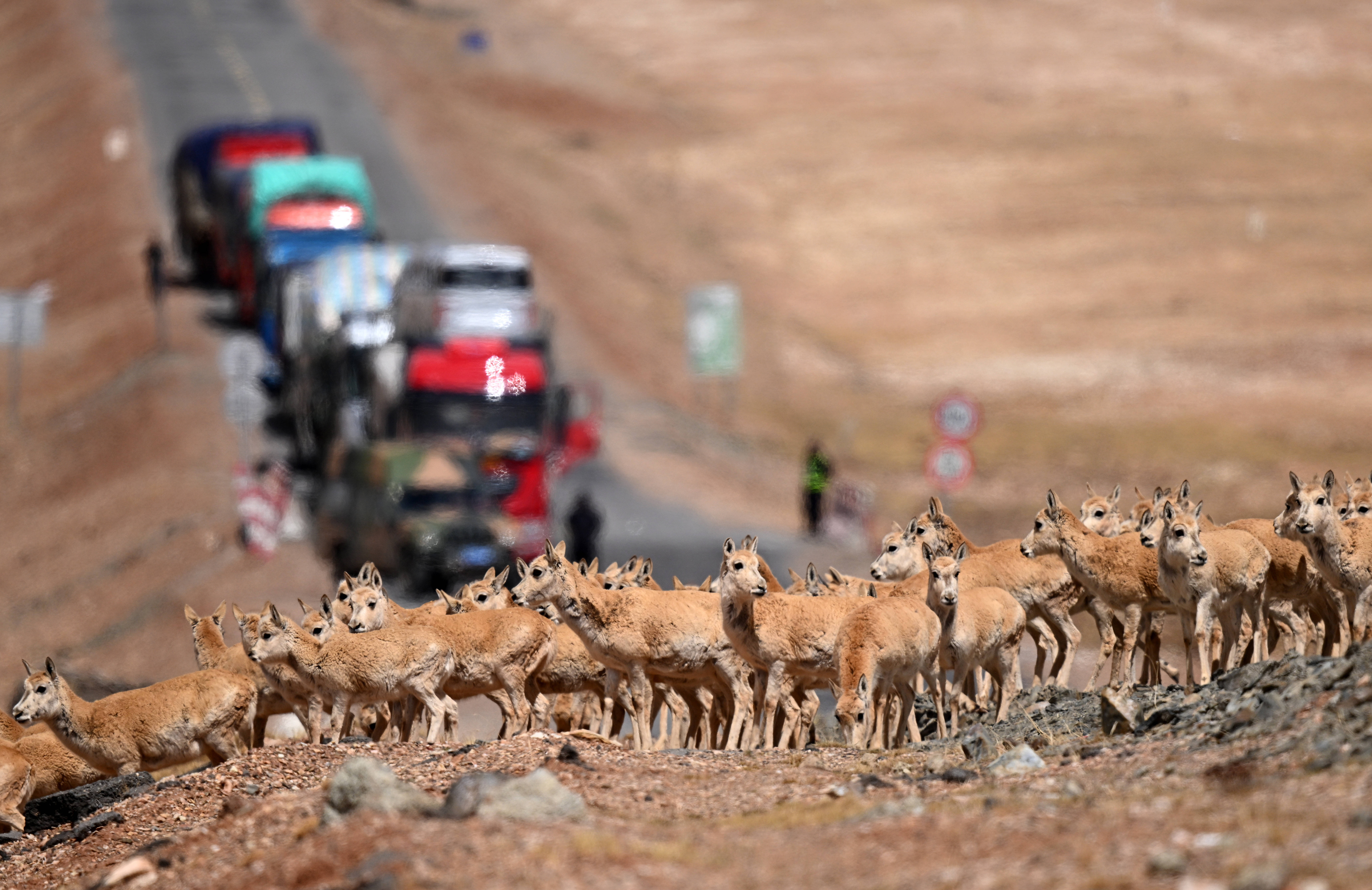 守护可可西里丨藏羚羊产仔,原来还有这么多秘密!