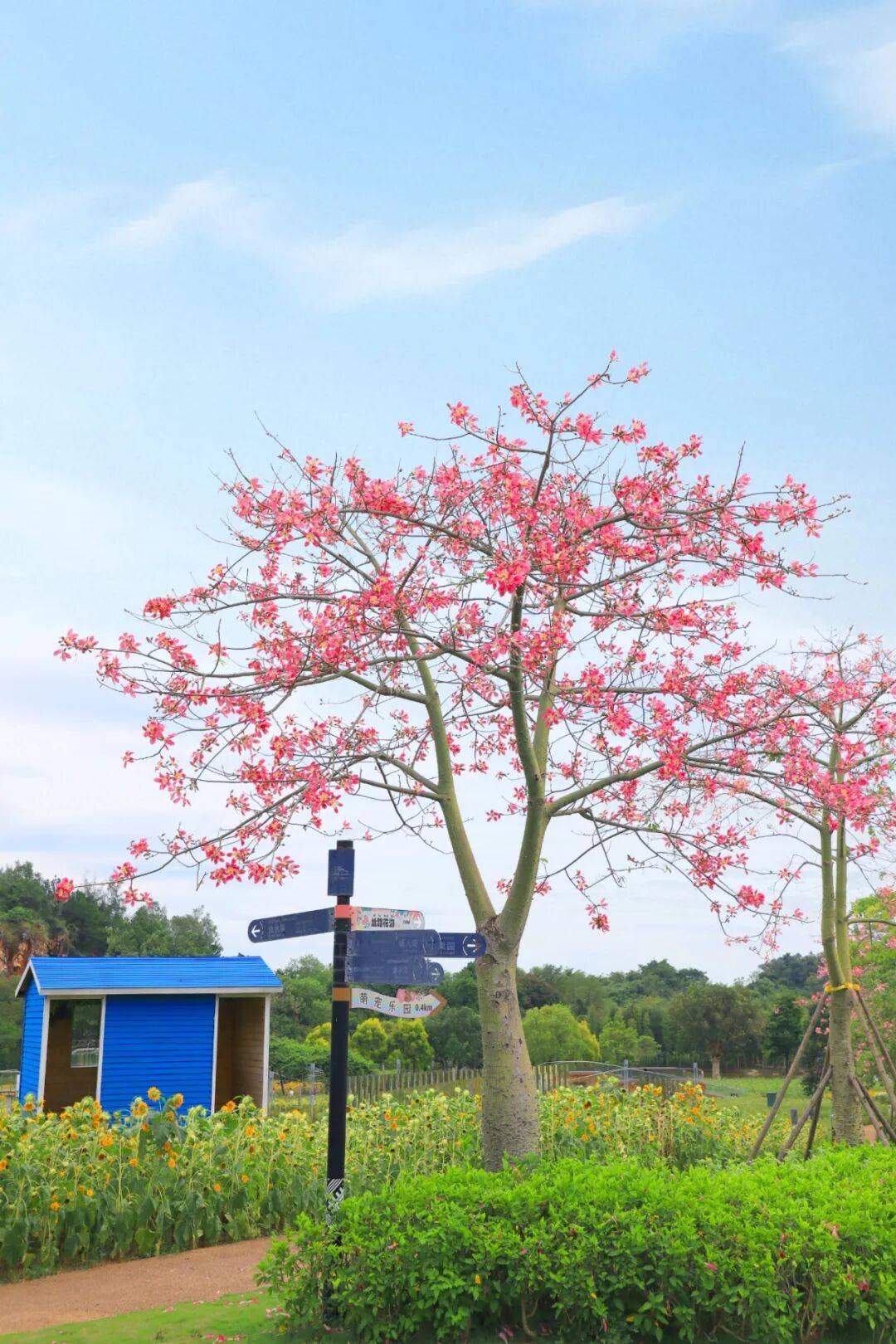 今日霜降 | 秋深霜覆叶,一树繁花开