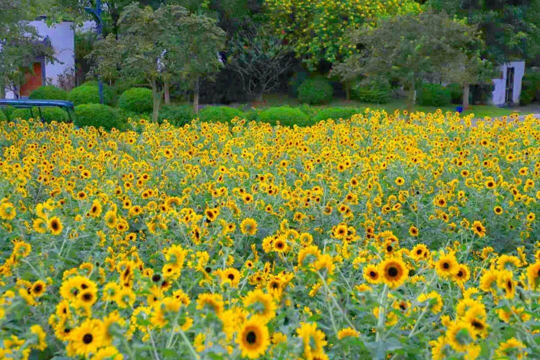 今日霜降 | 秋深霜覆叶,一树繁花开