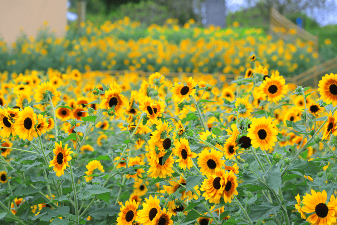 今日霜降 | 秋深霜覆叶,一树繁花开