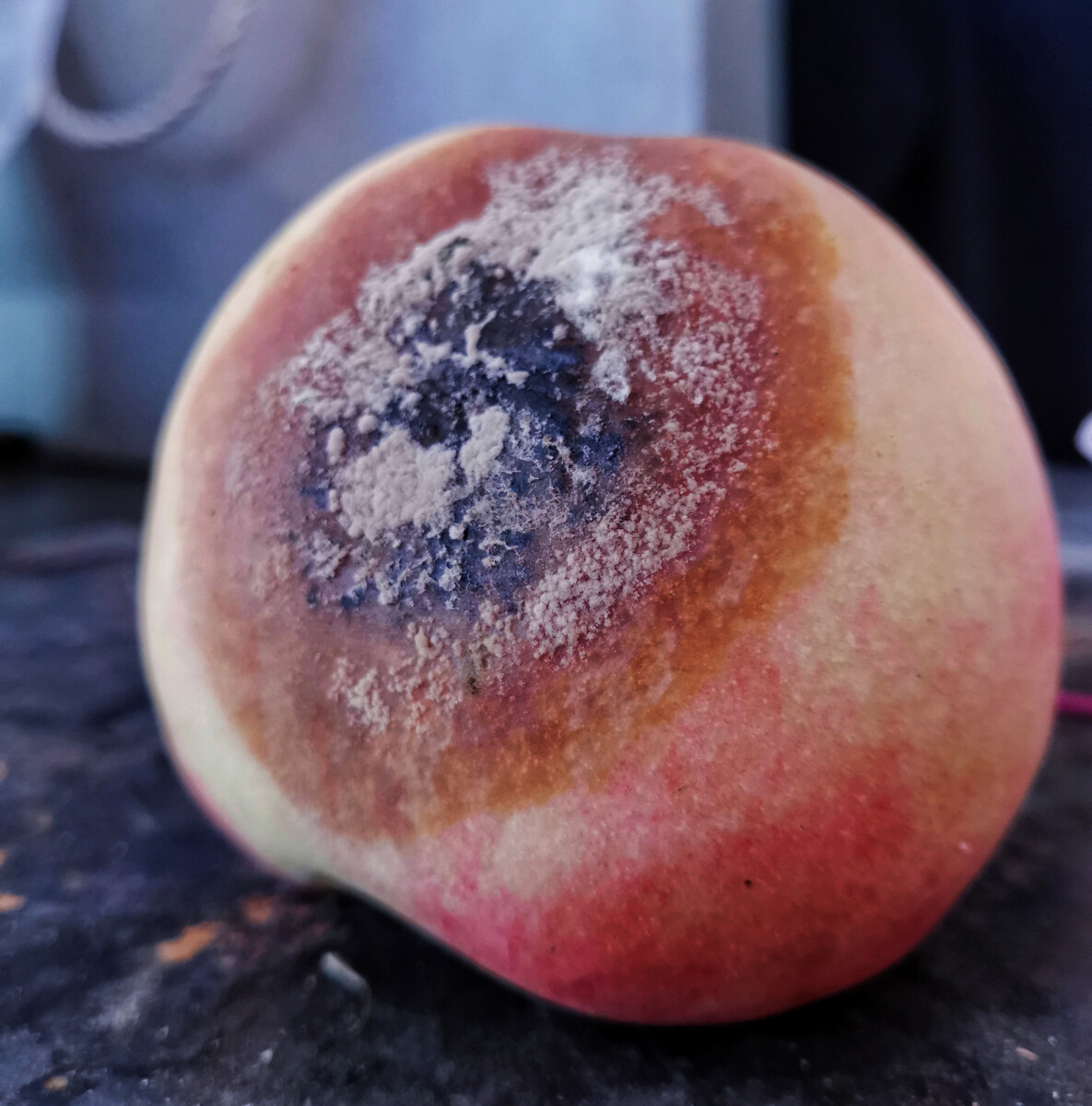 桃子币(桃子币深圳布道) 桃子币(桃子币深圳布道)